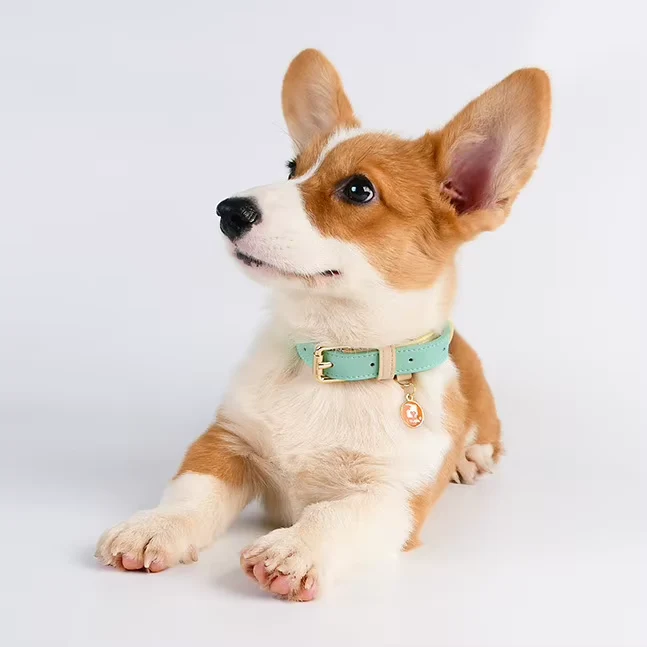 Two-Tone Leather Pet Collar