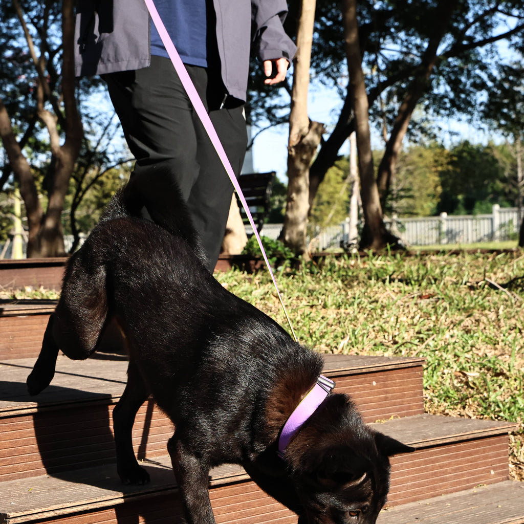Honeycomb Embossed Dual-Color Pet Leash Set