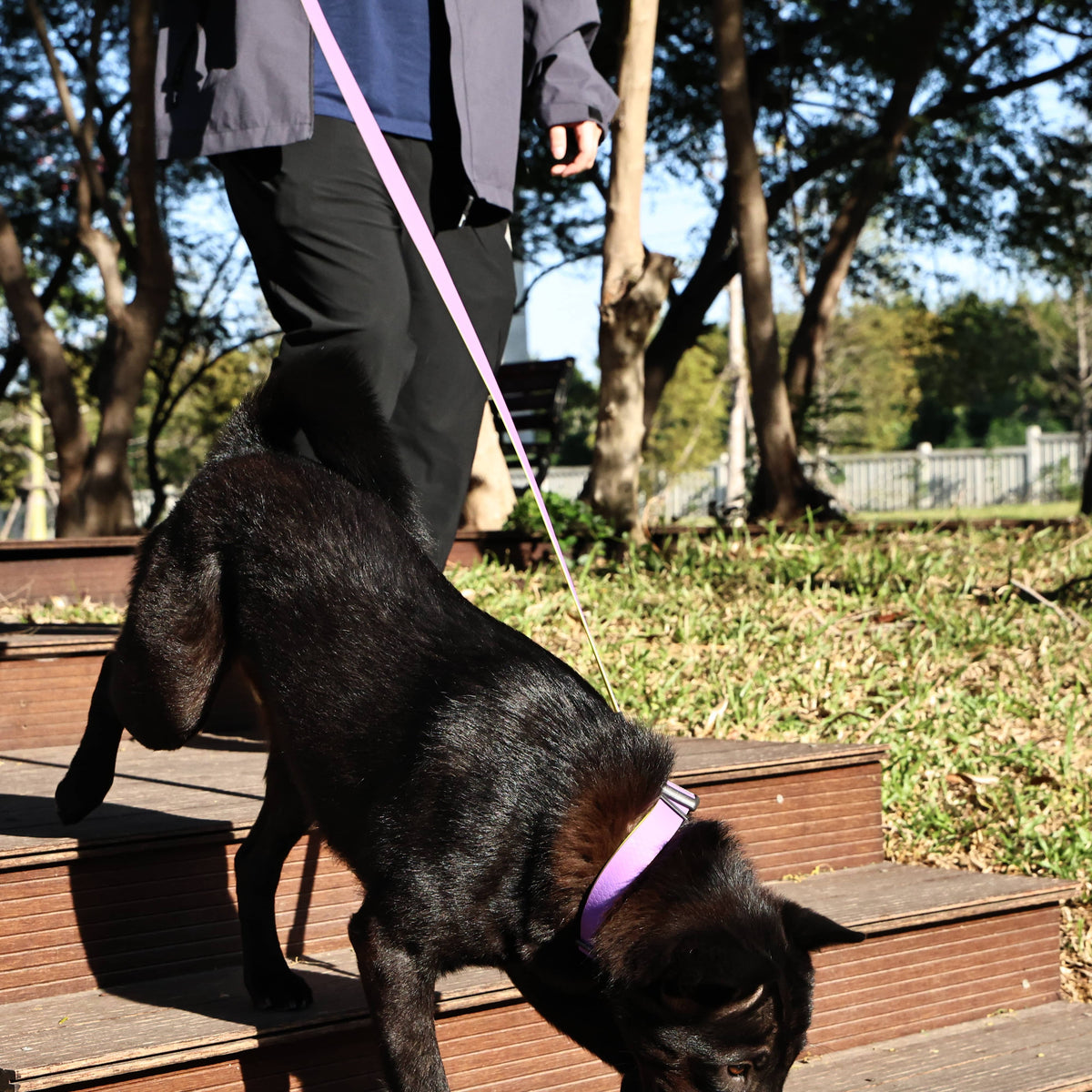 Honeycomb Embossed Dual-Color Pet Leash Set